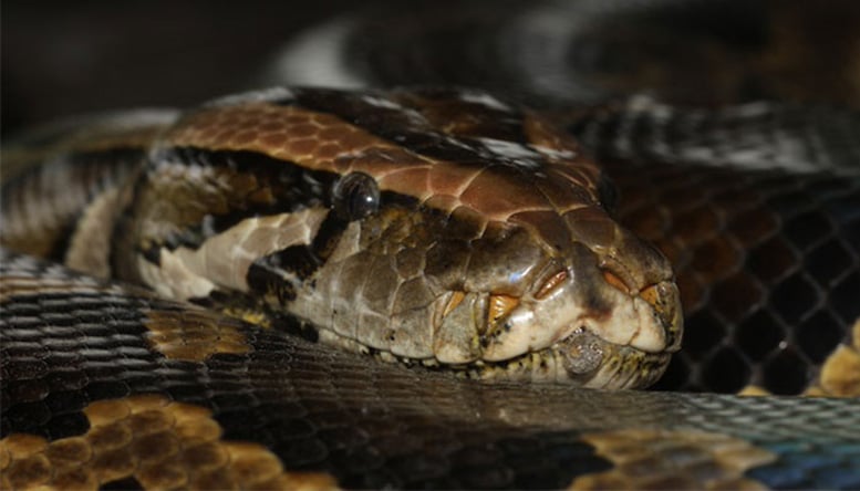 Burmese Python