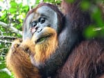 Rakus chewed leaves and applied them to a wound on his cheek, giving himself medical attention.  His wound healed without infection, leaving a barely perceptible scar.