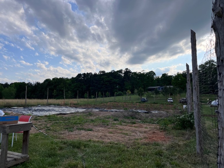 shows a field with rows of young bushes surrounded by fencing.  In the distance, a cloud-filled sunset appears over a row of trees.