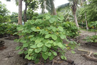 Kava and liver damage