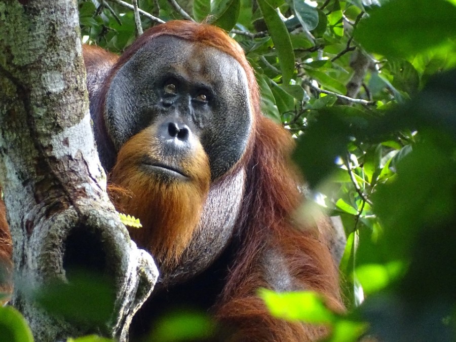 Scientists say the wild orangutan used a medicinal plant to treat its own wound