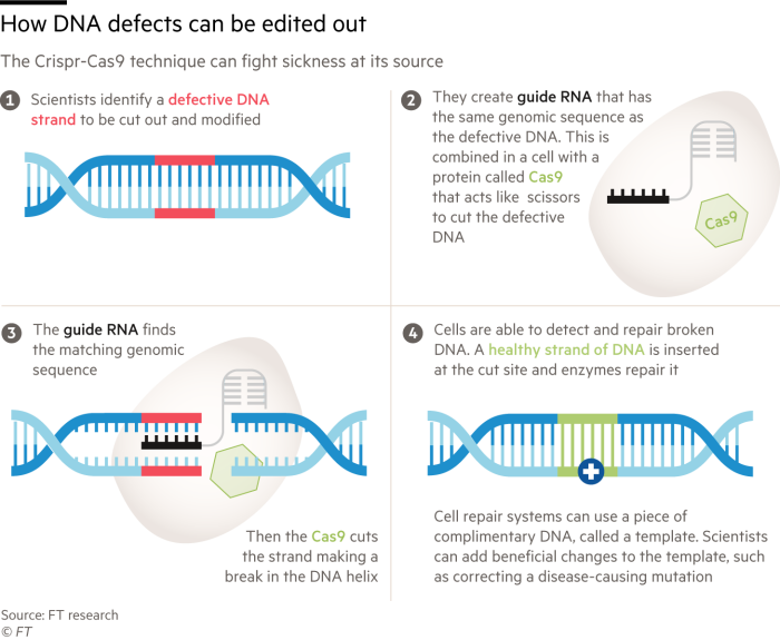 How DNA defects can be edited.  Graphic that explains how the Crispr-Cas9 technique can fight the disease from its origin 