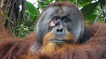 The orangutan in the wild applied a medicinal plant to heal its own injury, biologists say