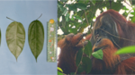 Images of Fibraurea tinctoria leaves, left.  At right, Rakus is seen eating more leaves a day after applying a vegetable mesh to his wound.